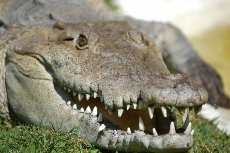 Sawgrass Park: Private 1-Hour Airboat Adventure Tour - FAQs