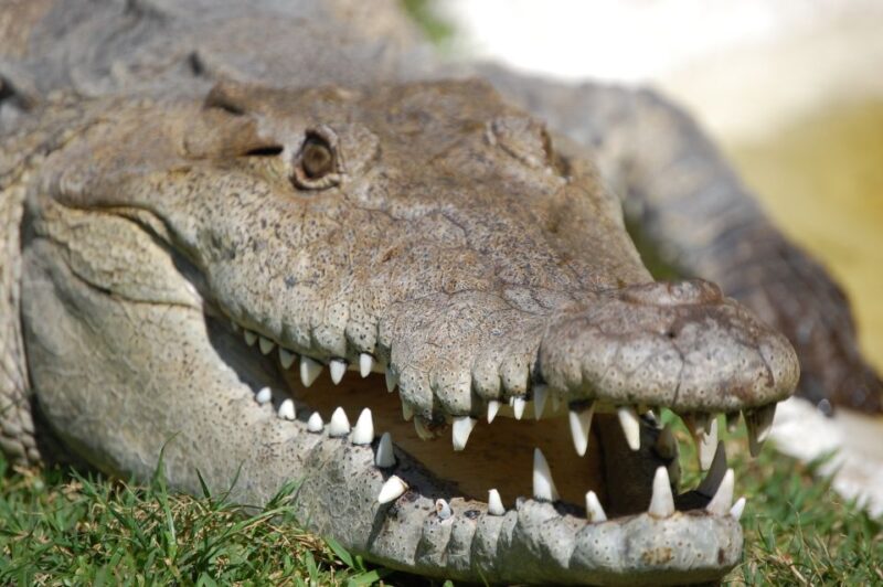 Sawgrass Park: Private 1-Hour Airboat Adventure Tour - Accessibility and Meeting Point