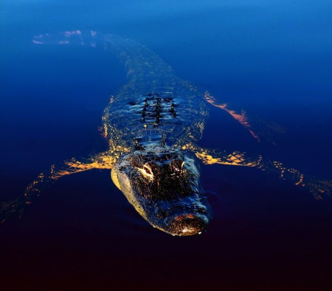Sawgrass Park: Private 1-Hour Airboat Adventure Tour - Live Tour Guide and Language