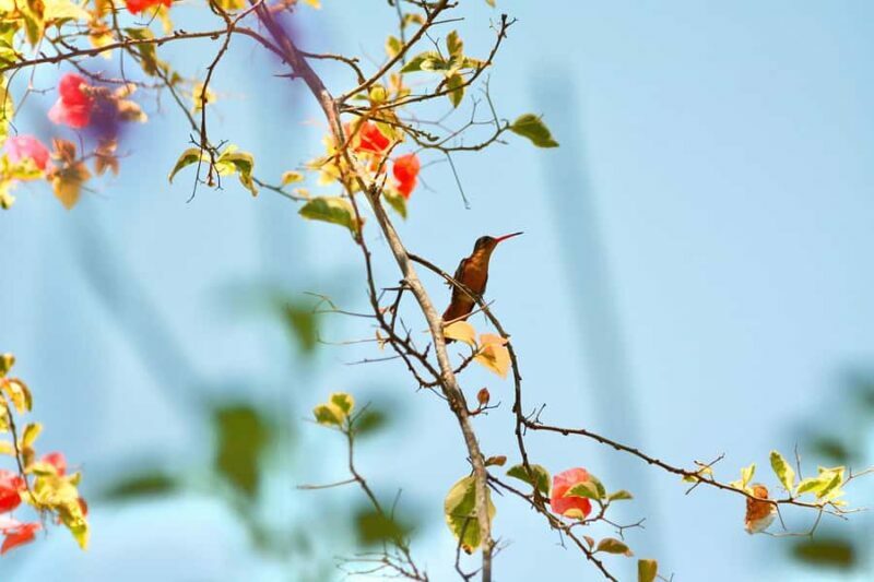 Sayulita: Rancho Verde Birdwatching Tour for Beginners - An Insightful Introduction to Rancho Verde