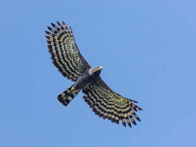 Sayulita: Rancho Verde Birdwatching Tour for Beginners - The Itinerary: What to Expect