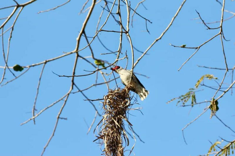 Sayulita: Rancho Verde Birdwatching Tour for Beginners - Who Will Love This Tour?