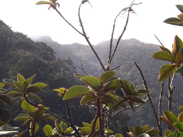 Scenic Blue Mountain Hike From Kingston - Pickup and Meeting Arrangements