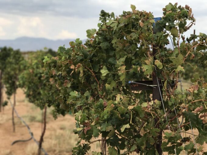 Scenic Desert Wine, Distillery Tastings/Brewery/RT66 & Lunch - Wheelchair Accessibility and Live Tour Guide