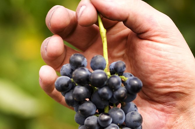 Scenic Hunter Valley Winery Tour With Boutique Wineries & Local Cheese - Sampling Local Produce and Cheese Tastings