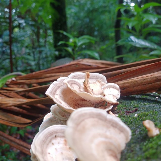 Scenic Rainforest Hike - Key Points