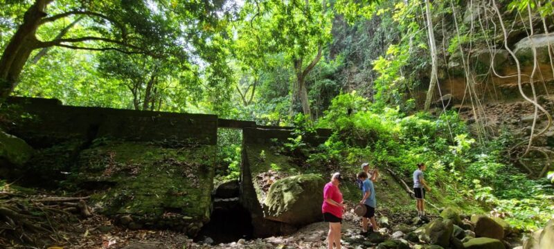 Scenic Rainforest Hike - Itinerary and Highlights