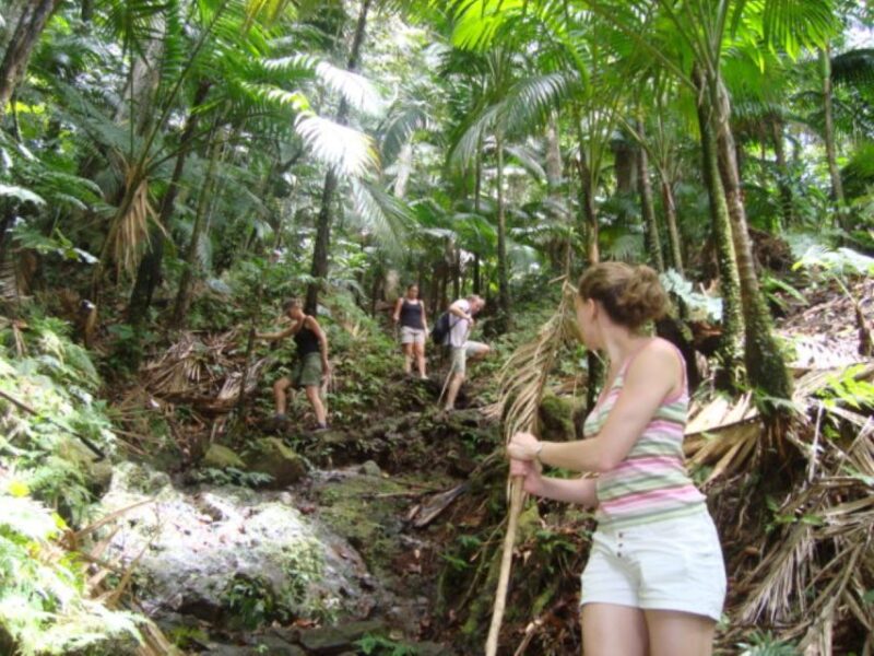 Scenic Rainforest Hike - Inclusions