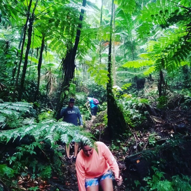 Scenic Rainforest Hike - Meeting Point and Important Information