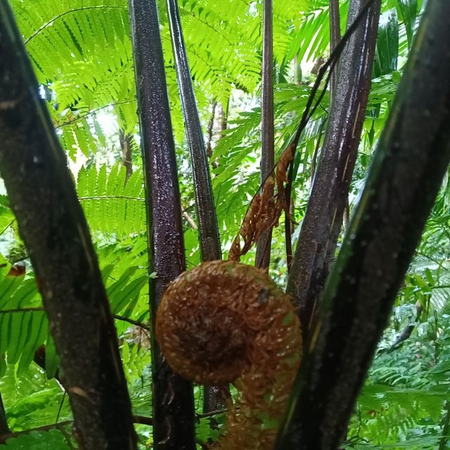Scenic Rainforest Hike - Booking and Cancellation Policy