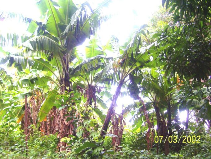 Scenic Rainforest Hike - Frequently Asked Questions