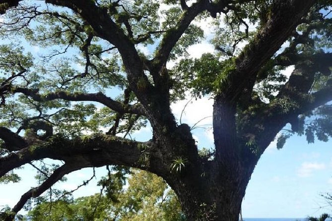 Scenic Romney Manor & Timothy Hill or Panoramic Brimstone Hill - Basseterre City Tour