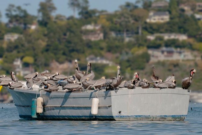 Scenic Sausalito Kayak Tour: Beginners Welcome - Beginner-Friendly Kayaking Experience