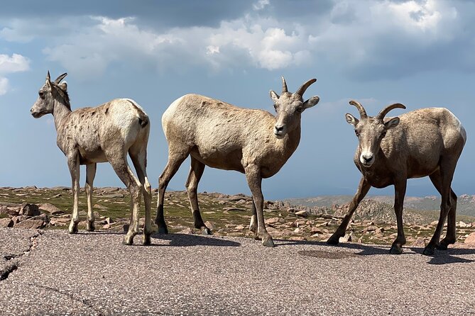 Scenic Tour of the Pikes Peak Highway - Traveler Reviews and Feedback