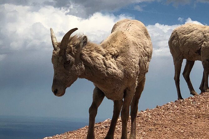 Scenic Tour of the Pikes Peak Highway (November Thru April) - Tour Experience and Reviews