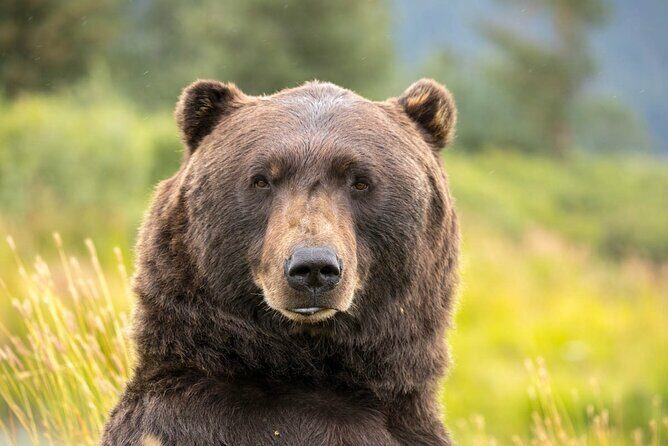 Scenic Tour to Wildlife Center from Anchorage - Exploring the Scenic Wildlife Tour from Anchorage: A Detailed Look