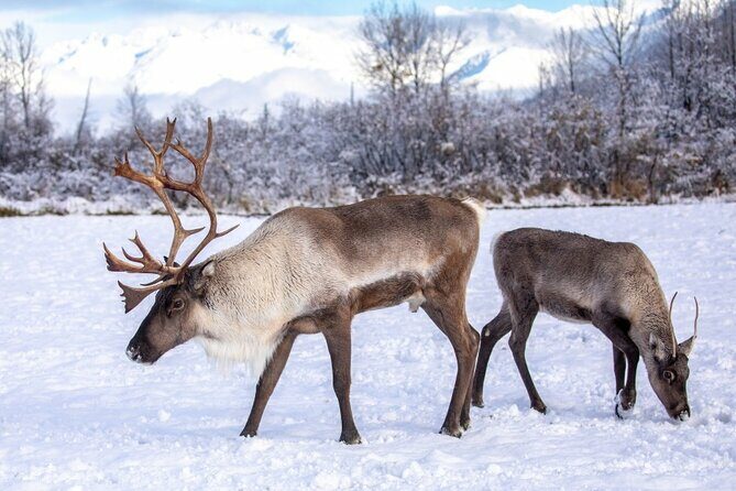 Scenic Tour to Wildlife Center from Anchorage - Who Will Appreciate This Tour?