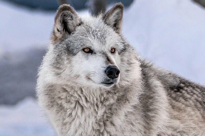 Scenic Tour to Wildlife Center from Anchorage - The Sum Up