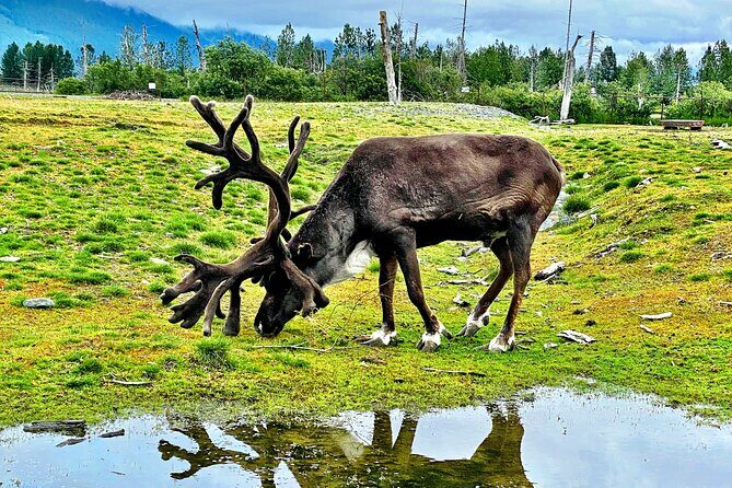 Scenic Tour to Wildlife Center from Anchorage - FAQ