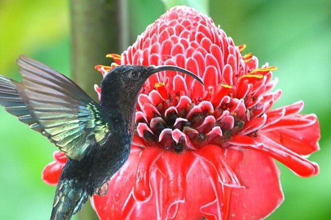 Scenic Tropical Rainforest & Island Tour - Exploring the Rum Factory