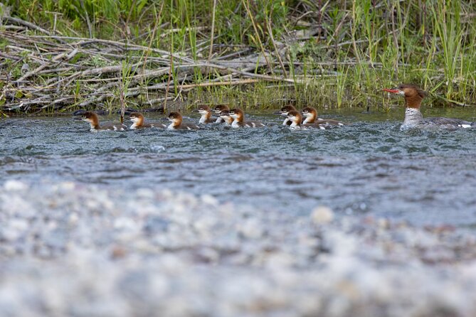 Scenic Wildlife Float Trip With Teton Views - Meeting Point and Pickup Information