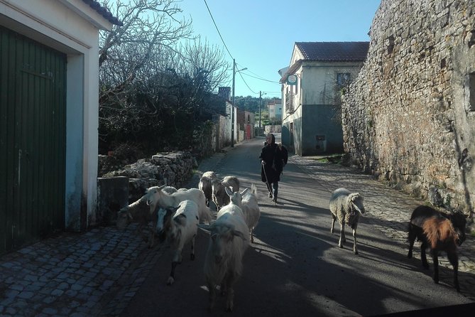 Schist Villages of Lousã and Limestone Villages of Sicó, Full-Day From Coimbra - Reviews