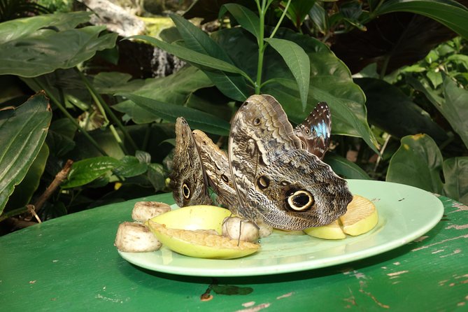 Schmetterlinghaus - Imperial Butterfly House Vienna Admission Ticket - Highlights From Positive Reviews
