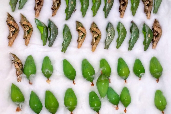 Schmetterlinghaus - Imperial Butterfly House Vienna Admission Ticket - Additional Information for Visitors