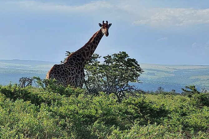 Schotia Big 5 Safari Port Elizabeth (Optional Accommodation) - Overview