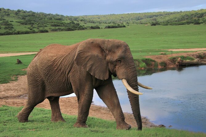 Schotia Big 5 Safari Port Elizabeth (Optional Accommodation) - Accessibility