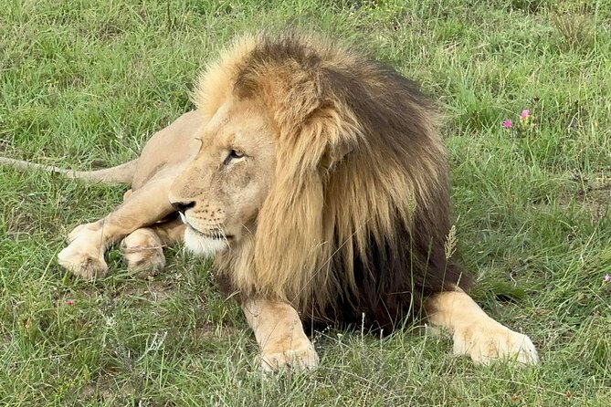 Schotia Big 5 Safari Port Elizabeth (Optional Accommodation) - Positive Feedback