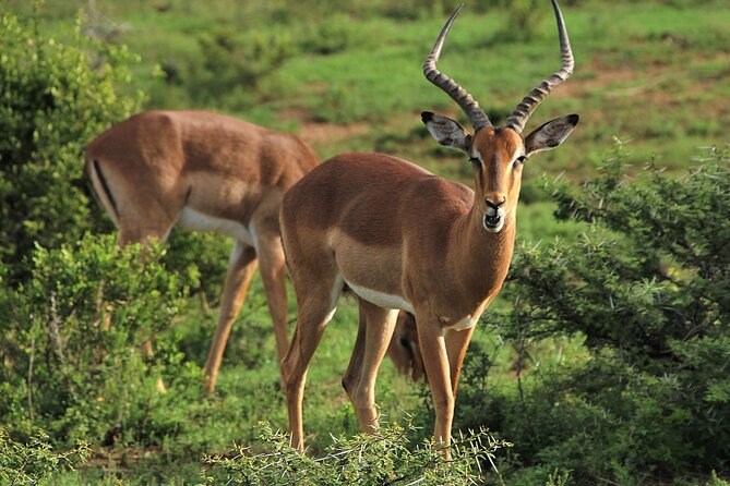 Schotia Big 5 Safari Port Elizabeth (Optional Accommodation) - Accommodation Options