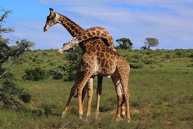 Schotia Big 5 Safari Port Elizabeth (Optional Accommodation) - Booking and Cancellation