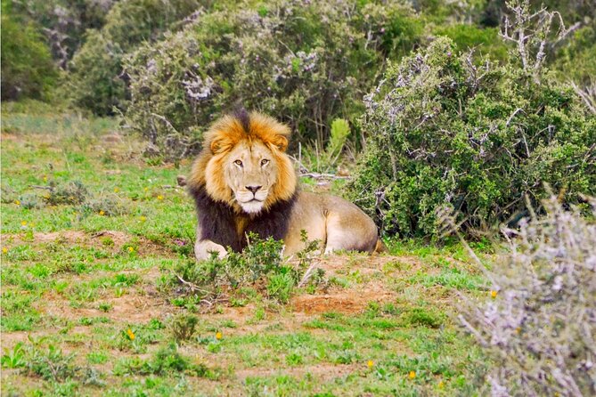 Schotia Game Reserve Tour With Port Pickup, Next to Addo Park - Pickup Information and Instructions
