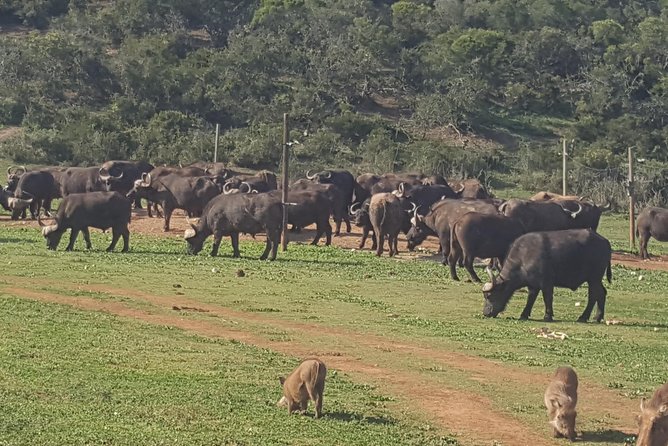 Schotia Open Vehicle Safari Game Drive - Key Points
