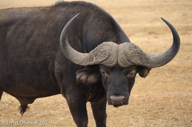 Schotia Open Vehicle Safari Game Drive - Accessibility Features