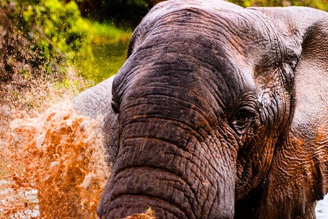 Schotia Open Vehicle Safari Game Drive - Pricing and Payment Options