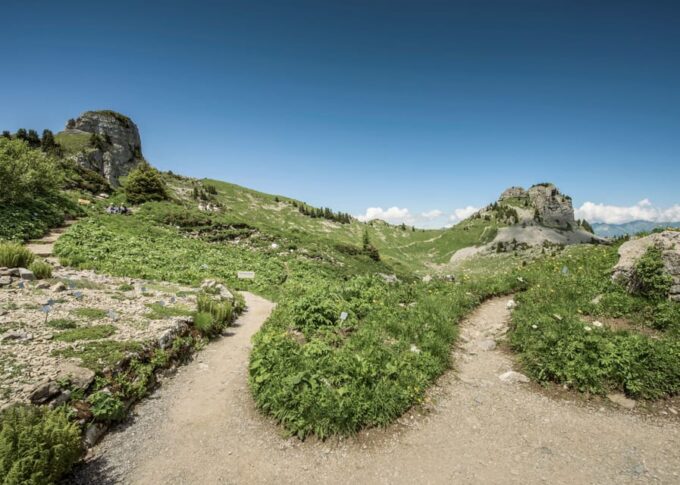 Schynige Platte - Top of Swiss Tradition Ticket - Reviews