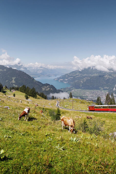 Schynige Platte - Top of Swiss Tradition Ticket - Cancellation Policy