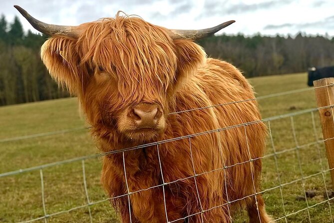 Scone Palace, Nature, Pitlochry, Whisky Experience From Edinburgh - Taking in Nature