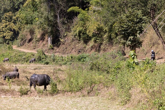 Scooter Adventure With Elephants, Views and FUN Drive Yourself - What to Expect
