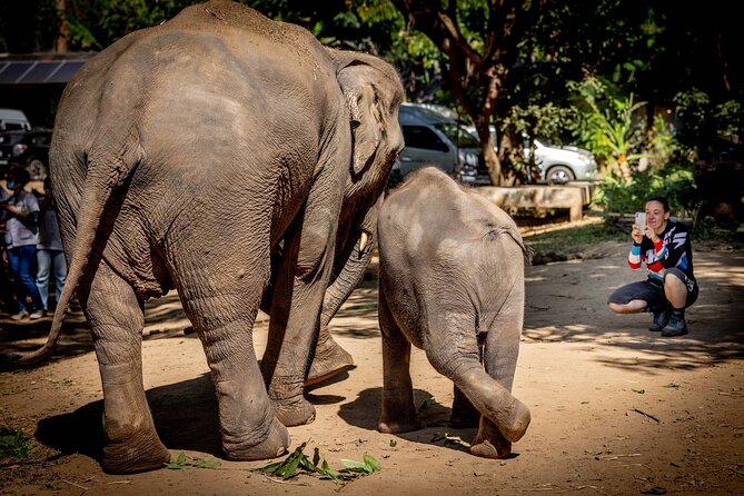 Scooter Adventure With Elephants, Views and FUN Drive Yourself - Booking and Cancellation Policy