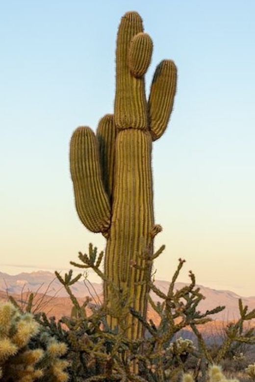 Scottsdale: McDowell Sonoran Preserve Hiking Tour - Key Points