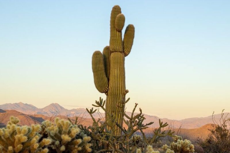 Scottsdale: McDowell Sonoran Preserve Hiking Tour - Experience Highlights