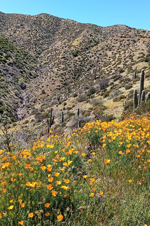 Scottsdale: Sonoran Desert to MountainTop Jeep Tour - Key Points