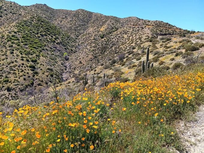 Scottsdale: Sonoran Desert to MountainTop Jeep Tour - Exploring Tonto National Forest Landscapes