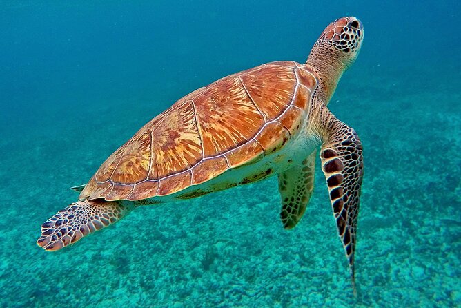 Scuba Dive and Snorkel Private Charter in Puerto Rico - Health and Safety Considerations
