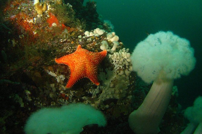 Scuba Dive Boat Charter in Vancouver (Certified Divers Only!) - Diving Gear and Services