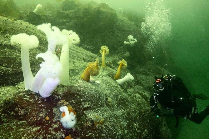 Scuba Dive Boat Charter in Vancouver (Certified Divers Only!) - Meeting Point and Arrival