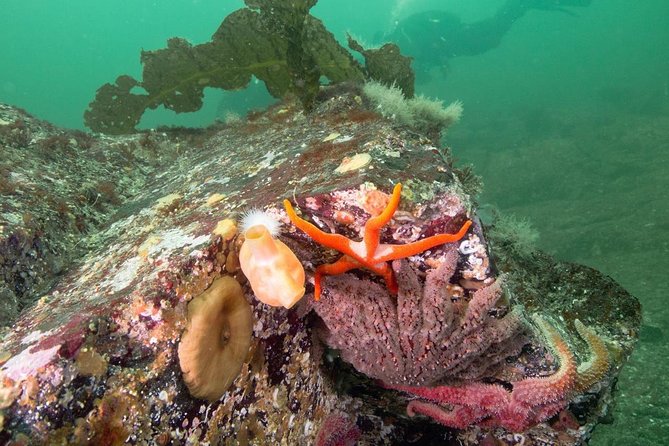 Scuba Dive Boat Charter in Vancouver (Certified Divers Only!) - Maximum Capacity and Group Size